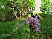 40 Neotinea tridentata (Orchidea screziata)